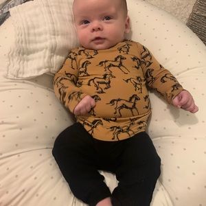 Posh Peanut Horse Set